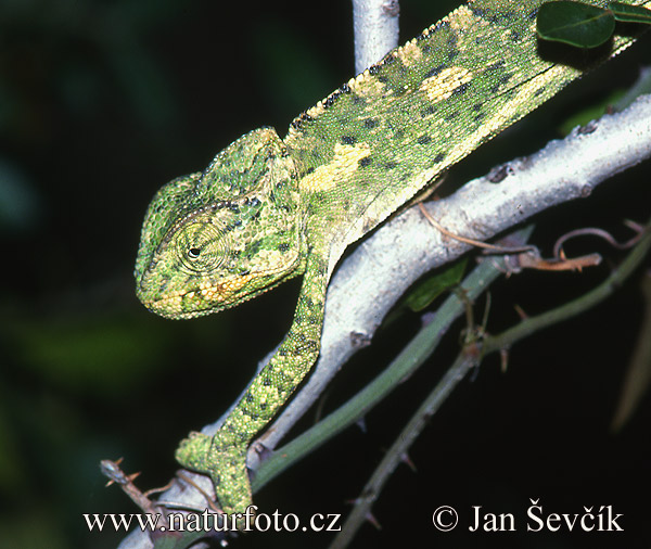 Chameleon obecný.jpg